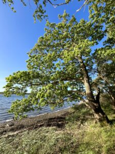 egetræ vand strand