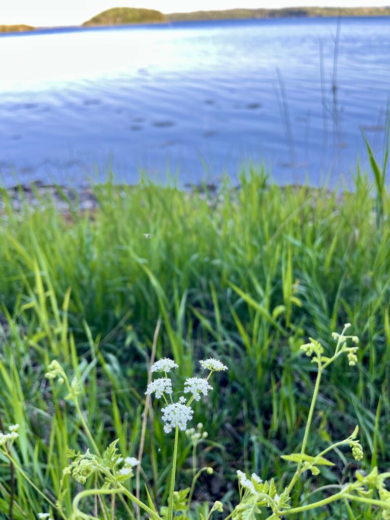 natur vand blomst